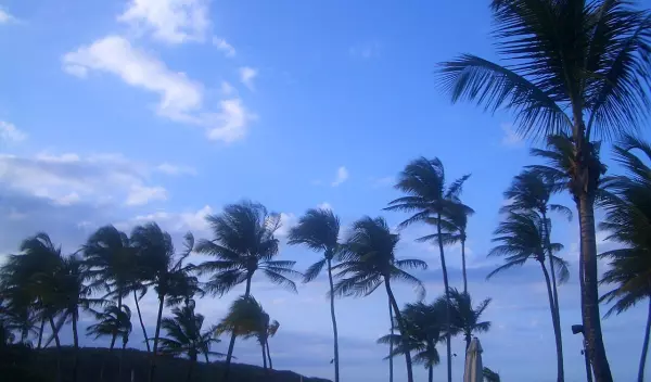 Dorado